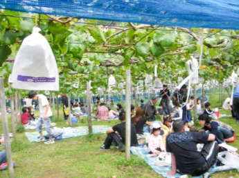 8月初旬～10月末頃までのパート・アルバイト募集！ 観光農園でお客様の接客と梨やぶどう、柿、栗の収穫・出荷作業 ライフスタイルに合わせて農業をしてみませんか？