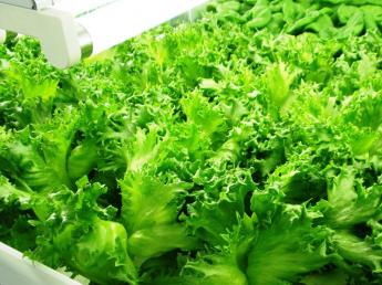 完全閉鎖型植物工場だからこそできるAAAのレタス生産！生産・出荷・機械の管理とパートさんをまとめるリーダーを募集