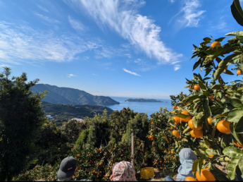 11月10日頃～12月20日頃まで　大人気みかんの短期アルバイト募集！ 八幡浜の海と空を見渡す絶景のみかん畑でお仕事してみませんか？ 未経験の方も大歓迎です！