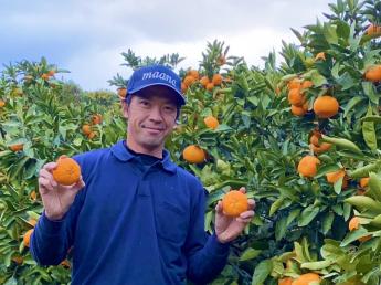 美味しい真穴みかんが今年もたくさん実ります！ 収穫のお手伝いをぜひお願いします！ ◎マイペースでＯＫ！お力をお貸しください！