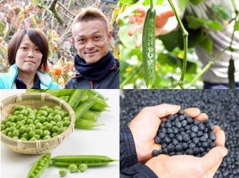 【短期限定】おいし～夏野菜や柿・黒大豆の収穫のお仕事しませんか？＝寮あり＝