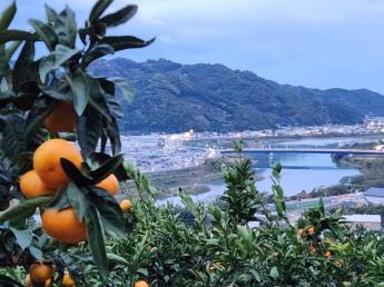 11月中旬～12月下旬頃までの間のみかんアルバイター募集！ 今年は和歌山県有田市でみかんの仕事をしませんか？