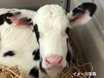 毎日のありがとう！が嬉しい仕事。 未経験から酪農のプロを目指せる「お助けマン」酪農ヘルパー募集！