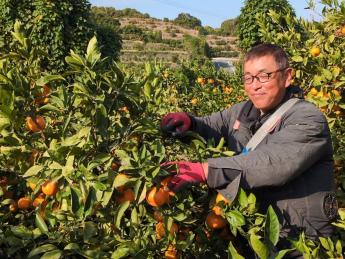 ◆急募◆限定1名　即日～12月23日頃まで　大人気みかんの収穫アルバイト♪未経験の方も大歓迎です！