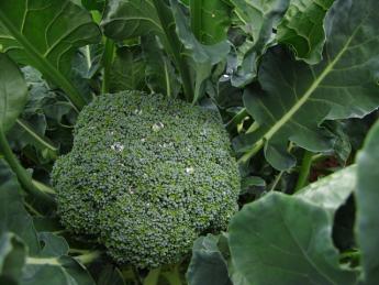 野菜と向き合い、土と向き合い、地域を守りながら日本の農業の未来をともに創っていきませんか? 未経験の方もゆっくり成長できる環境です!