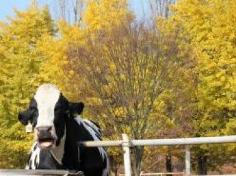 家族経営のアットホームな牧場です!家族経営のアットホームな牧場 まずはパート・アルバイトから酪農と和牛の繁殖のお仕事を始めてみませんか? もちろん、正社員としてお勤めいただける方も大歓迎です!