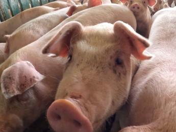 お互いを尊重しあう「心地よい距離感」。 「自分のペースで働ける」「週休2日・残業ほぼなし」 長崎・島原で腰を据えて豚と向き合いませんか? ◎未経験の方大歓迎! ◎移住希望者も温かくお迎えします