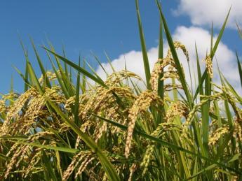 お米を作る人が少なくなってきている今こそ、米づくりをもっと頑張っていきたい！ そんな思いで、一緒に働きませんか？ 未経験者歓迎！ ◎田植えのアルバイト同時募集！◎