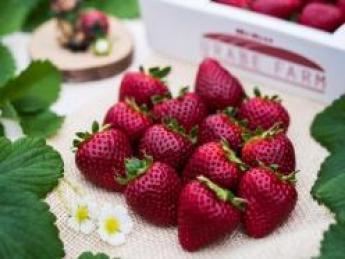 イチゴ、ブルーベリー、レモン、バナナの生産から口に入るまでをすべて自分たちの手で行う！ 新しい農業のスタイルを目指して一緒に働きませんか？ ★正社員1名・パート1名同時募集★