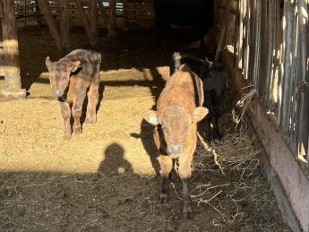 鹿児島黒牛の繁殖・育成と稲作の循環型農業 広大な牧場でのびのびと育てています 自然豊かな環境で牛と共にのびのびとお仕事してみませんか?