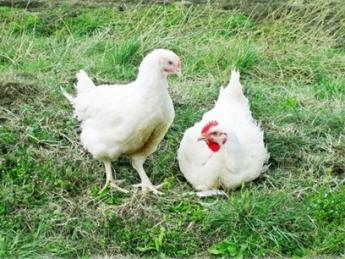 鶏たちがノビノビ過ごせる平飼い養鶏の飼養管理スタッフ募集 注いだ愛情が結果として返ってくる『やいがい』と『醍醐味』を実感してみませんか？ 安定した経営基盤のもと、休みの融通が利く働き方が可能です！