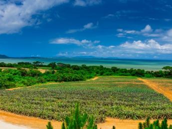 ☆★期間限定アルバイト★☆ パイナップルやマンゴーなど、南国フルーツの収穫スタッフ募集！ まずは短期で憧れの島暮らしを体感してみませんか？