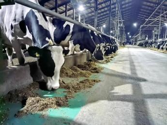 勉強は苦手でも、お話と牛が好きなら大歓迎！ 牛が喜ぶことをシンプルに突き詰める阿寒の牧場で、酪農のことを1から10まで経験していきませんか？ ◎寮・社宅あり ◎未経験の方歓迎！