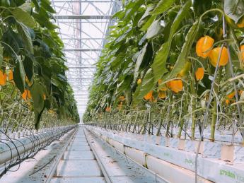 ☆希少な国産パプリカを通年栽培☆ 安定基盤×最新テクノロジーで農業の最前線へ 生産と販売を繋ぐ「司令塔」商品の価値を守り抜く、選果担当を募集します!