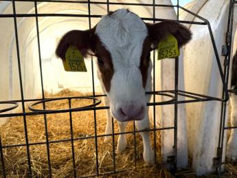 【最短2ヶ月〜短期もOK!】冬の雪道も通勤0分で安心! 未経験の方でもマイペースで始められる酪農の仕事 ノビノビと暮らす牛たちと向き合う暮らし、始めてみませんか?