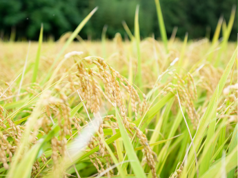 【神戸⇔インドネシア】海外米づくりプロジェクト担当募集！未経験者も歓迎！ 日本で培った「米づくりのノウハウ」を、インドネシアの地へ。 あなたの挑戦をお待ちしています！