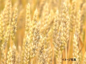 この大地を、100年先へ。香川最大級のフィールドで、最新鋭の大型農機を操り、地域の未来を耕す。