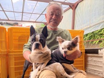 <2週間集中アルバイト> 美味しすぎるみかんを育てるための土づくりをお手伝いしていただけませんか? ◎限定1~2名募集