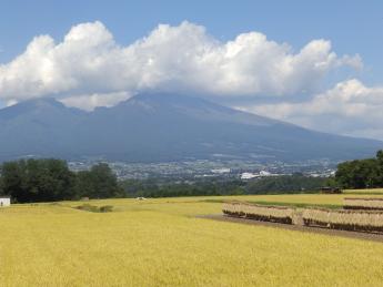 ＼正社員、パート・アルバイト同時募集／ 400年の歴史がある希少ブランド『五郎兵衛米』を生産しています 信州の四季を楽しみながら農業を始めてみませんか？