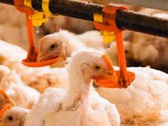 あなたの養鶏経験、当社で活かしてください! 徹底した「鶏ファースト」な環境づくりをお任せします! ◇熊本県認定「ブライト企業」グループの安定感。 ◇移住・転居費用もサポート。経験を糧に、理想の養鶏をここで形にしませんか?