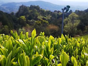 日本人ならやっぱりお茶！「茶源郷」和束町で、お茶工場での軽作業にチャレンジしてみませんか？【未経験の方大歓迎】 限定1名募集