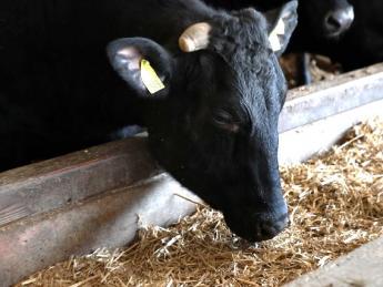 助けてください!『6月まで』の大ピンチ。 ホイールローダーの運転が可能な方を求めています。 期間限定で肉牛の肥育の仕事をしてみませんか?