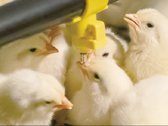 養鶏の知識ゼロ、経験ゼロでOK！未経験から始めたスタッフがほとんどです！ 盛岡の地に腰を据えて「食」を支える仕事に挑戦してみませんか？