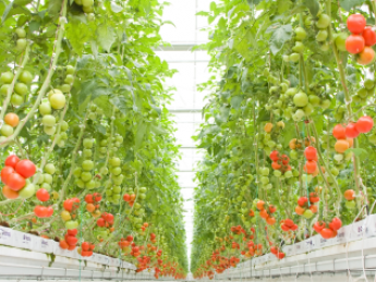 農業を、もっと科学的に。もっと安定的に。 世界基準の栽培技術で、農業の最先端を走り続けています！ カゴメグループの安定基盤のもと、「新しい農業」のキャリアを築きませんか？