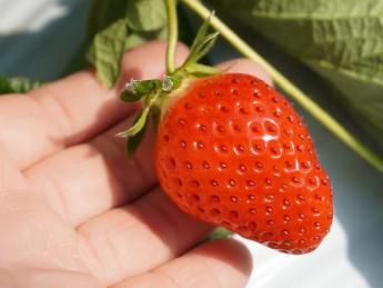 地域農業の永続的な発展を目指して、いちご生産農場日本一に挑戦します！ JAグループの安定基盤で、「いちご作り」を一生の仕事にしませんか？ 年4回の賞与と充実のフォロー体制が、あなたの挑戦を支えます！