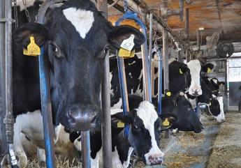 急遽予定していた方が都合が付かなくなり、大ピンチです 6月末頃まで搾乳のお手伝いをしていただける方、ぜひお願いします！ ◎日給15,000円 ◎牧場敷地内に個室寮あり（寮費無料でOK） 牛への愛情120％!!牛も人もしっかり育てる 大家族のような温かい牧場です