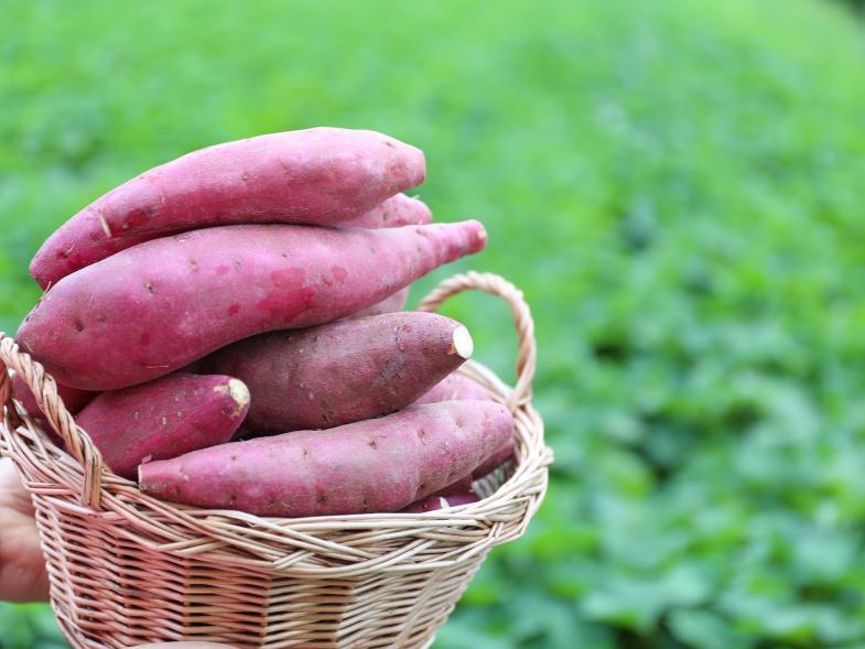 世界一のさつまいも生産に携わりたい、そんな熱い想いをお持ちの方お待ちしています！「やるときはやって、遊ぶときは遊ぶ。」そんなチームを一緒に作っていきましょう ◎月9日休み ◎海外輸出拡大