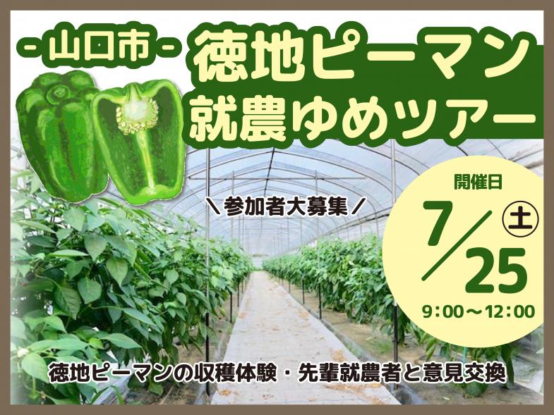 肉厚で果肉が柔らかく、生でも食べやすい「徳地ピーマン」農家になりませんか？ 【日帰り】産地見学＆収穫体験＆先輩就農者との交流会を開催いたします！