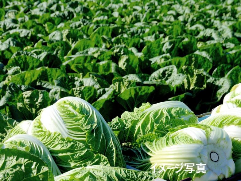 野菜を育て、未来の農業を育てる。 安定した基盤があるので、安心して働くことができます ◎週休2日（年間休日110日） ◎資格取得支援制度あり