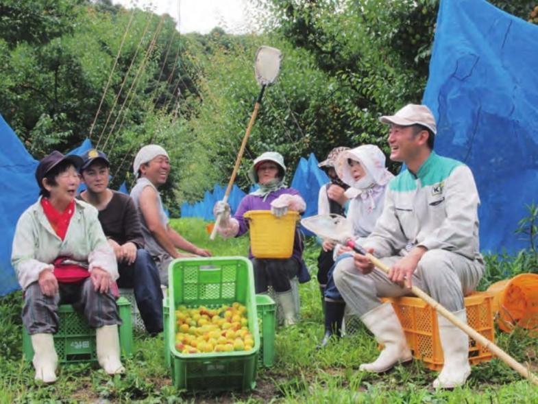 【1週間～の短期・住み込み】三重県御浜で梅の収穫をお手伝いいただけませんか？＜複数名募集＞