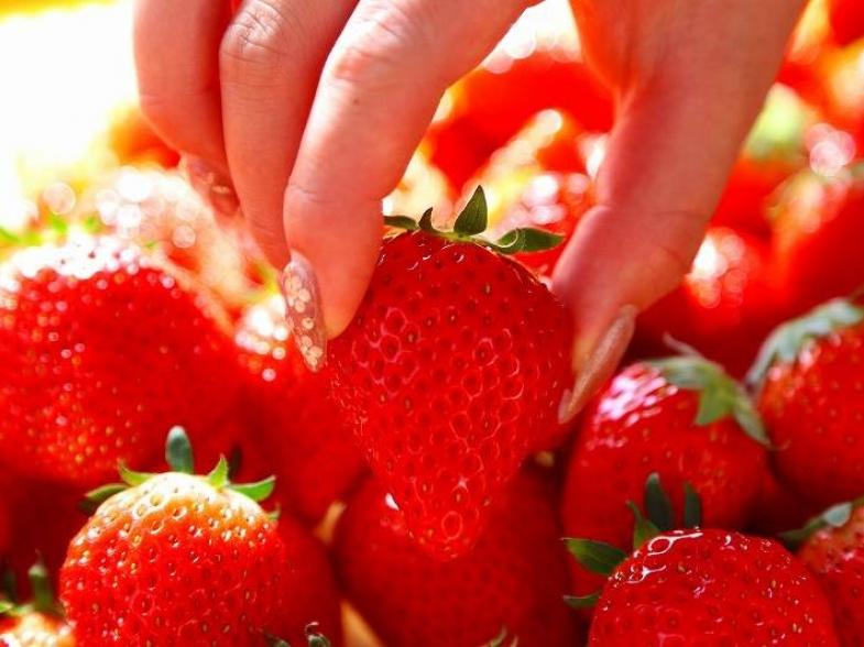作り手によって味に差がつくから面白い! 幻のいちご「あまりん」の生産で着実に成長中です!