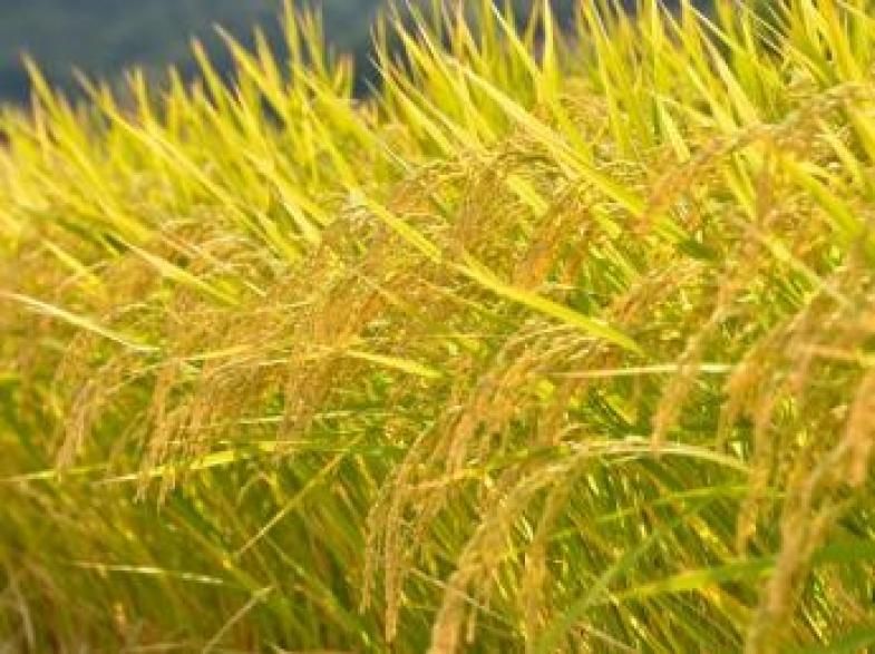 7月10日～9月末頃まで！お米の収穫のお手伝いをお願いします！ 未経験者の方も歓迎！ ◎個室寮あり