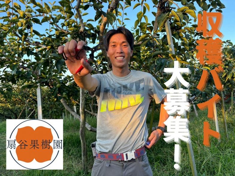◎10月1日頃~12月20日頃までの期間限定! \限定2名募集!!/ 柿の収穫&選別作業スタッフ募集!