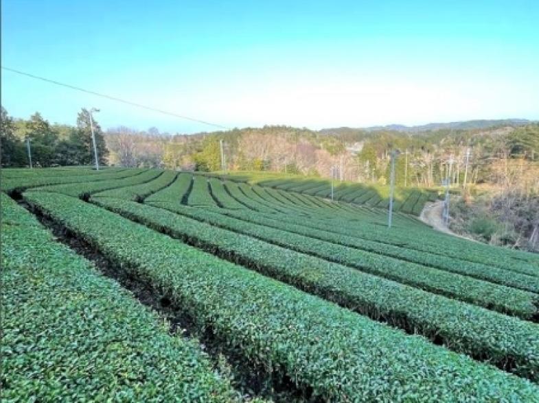 大自然しかない京都の山間部だからこそできる世界に誇れる有機茶づくり。 「お茶が好き」「良いモノを作りたい」その気持ちだけで応募大歓迎！ ◎住宅手当支給あり（当面の間住むことのできるシェアハウスあり） ◎年間休日90日以上