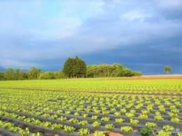 <span>株式会社農業法人調布のやさい畑</span>東京都 農産物の販売